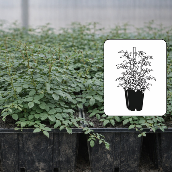 Botanická růže
